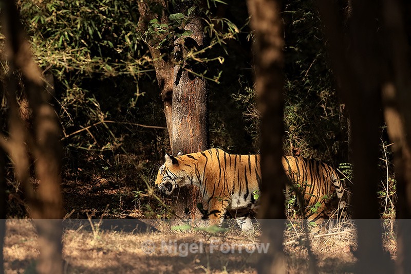 Tigress moving through jungle, Bandhavgarh, Madhya Pradesh, India - Tiger