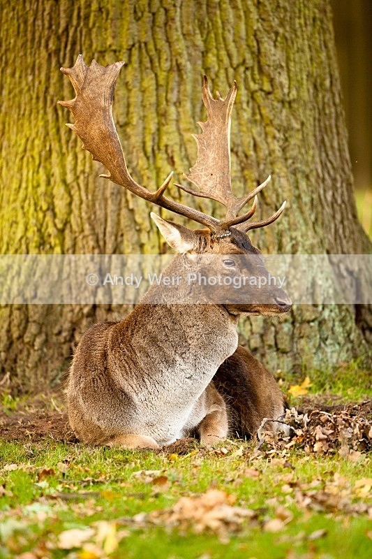 20111022-_MG_6756 - Fallow Deer