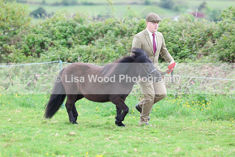 3E7A0810 - In Hand Championship