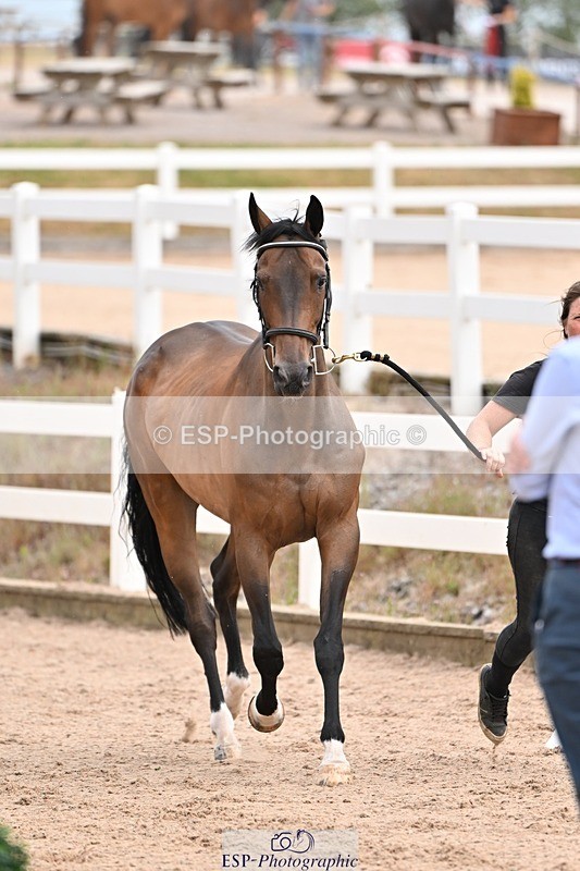 250716-151015-01713 - Trot Up 2.30 to 3.30