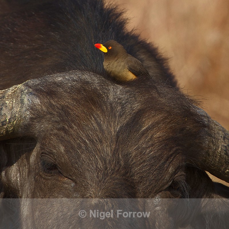 Yellow-billed Oxpecker perched on the head of a Buffalo - Yellow-billed Oxpecker