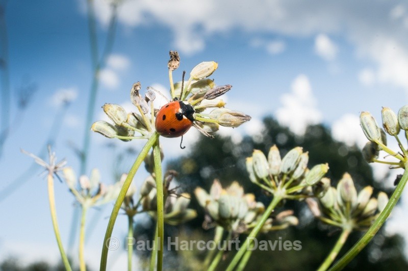  - Bugs: Wide-angle