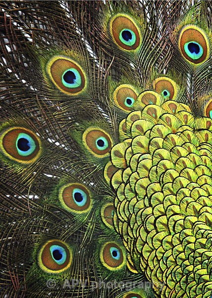 Peacock Plumage - A5 Size cards