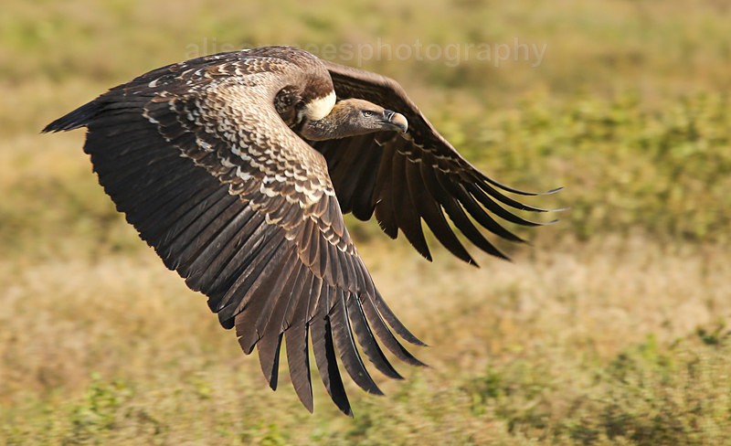  - African Safaris