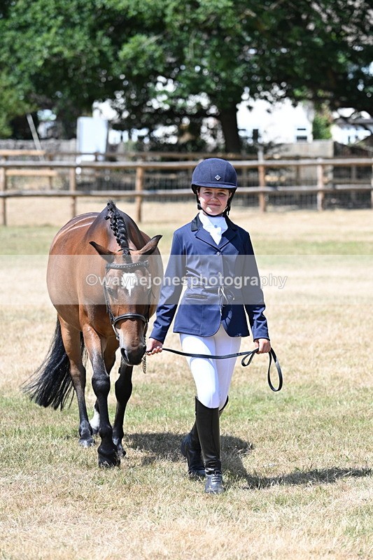 WJ7_2217 - Class 5 Most Handsome Gelding (up to 14.2hh) in hand