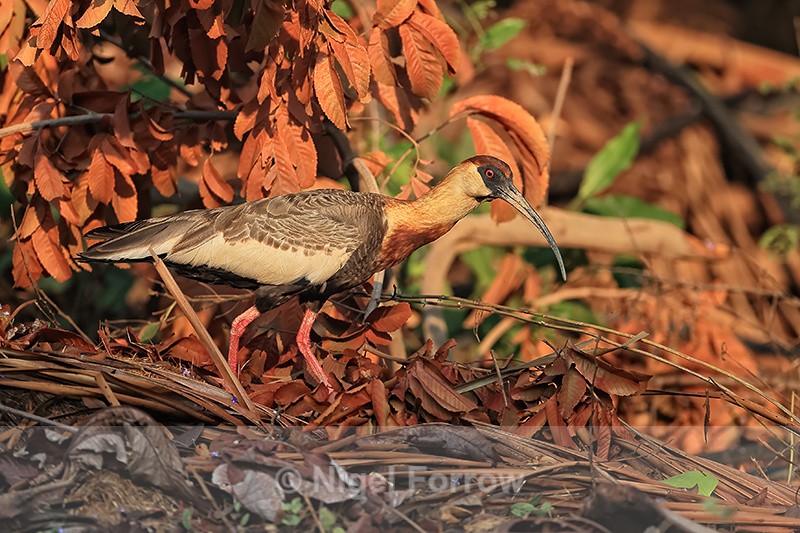 Buff-necked Ibis, Porto Jofre, Brazil - Buff-necked Ibis
