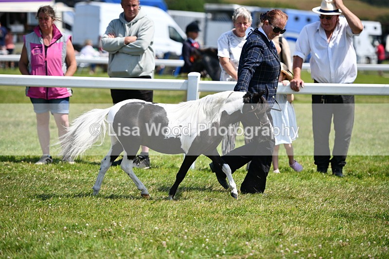 DSC_7938 - Coloured Horse In Hand Championship