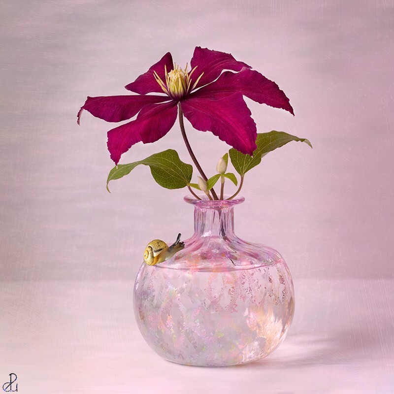 Niobe and the Snail - Still Life and Composites