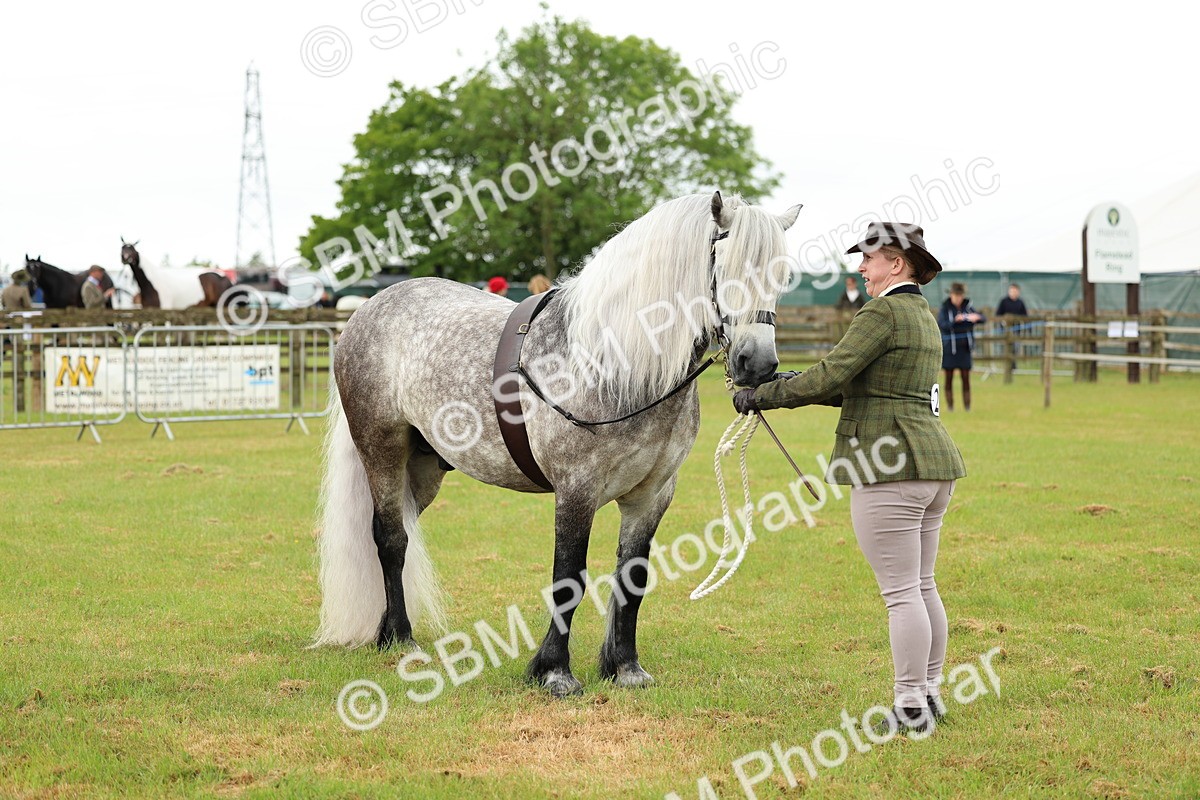 SBM_00503 - Class 58-67 - M&M Non Welsh Pony In hand