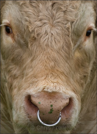 Portrait fo a Bull - Animals/ Wildlife