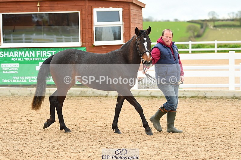 230416A-140036-04715 - Cls 46+43 In Hand Warmbloods and Foreign