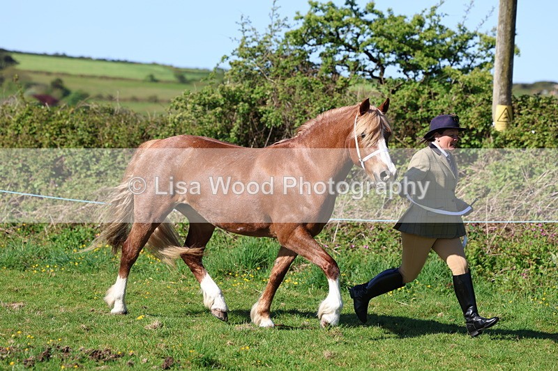 3E7A8561 - Class 13: M & M Large Breeds