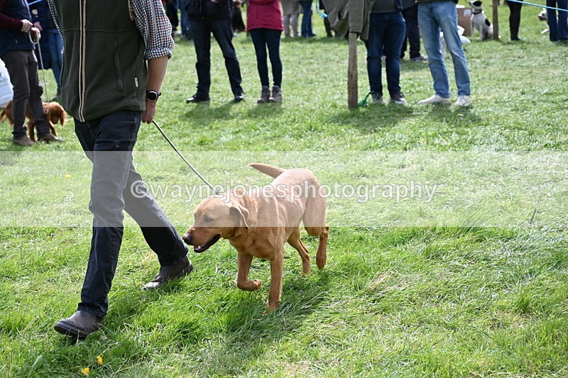 WJ6_8955 - Class 8 Best Working / Gun Dog or Bitch