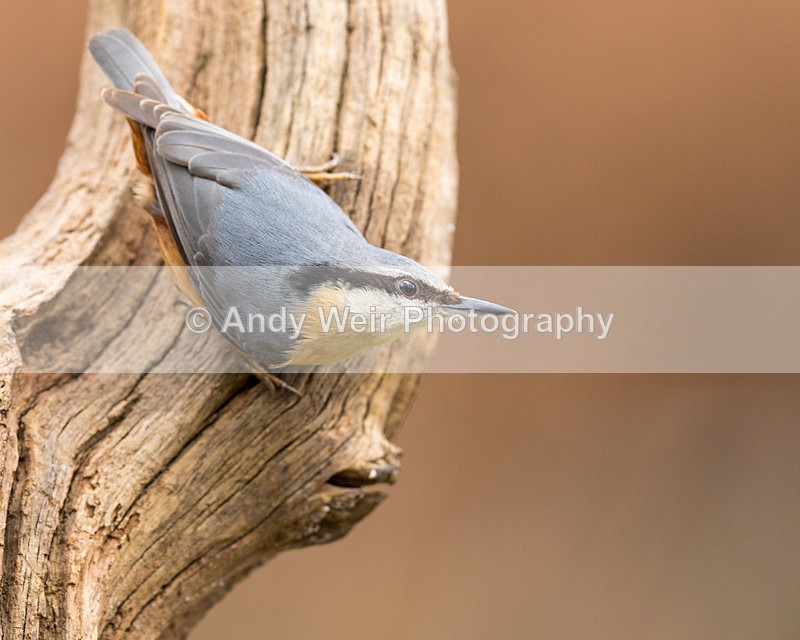 20160227-8E0A2325-4093 - Nuthatch & Treecreepers