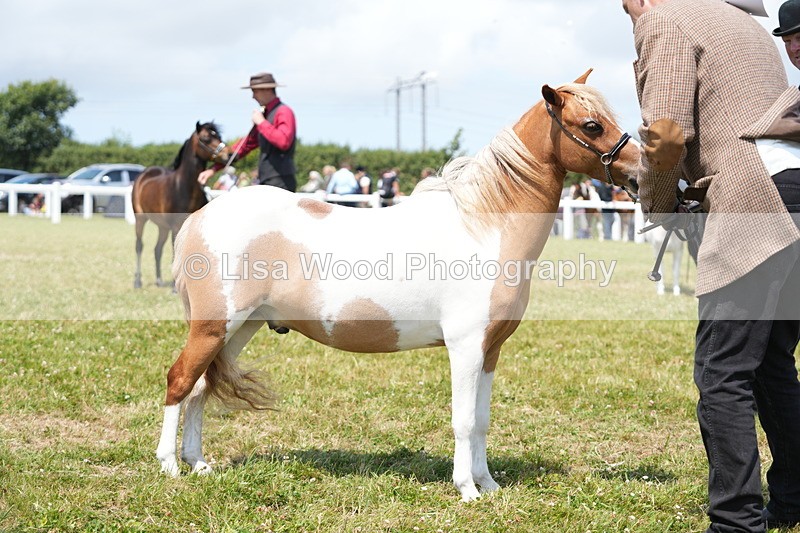 DSC06593 - Class 57: Miniature Horse 4yrs & over