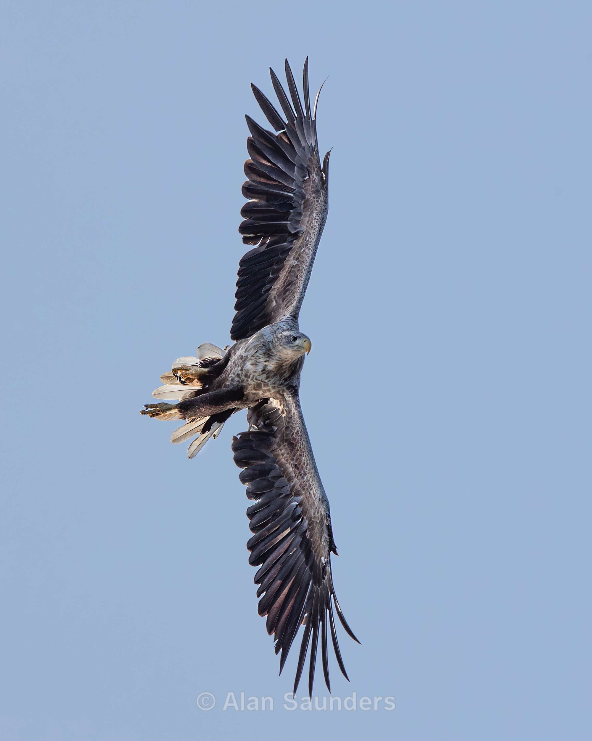 White Tailed Eagle 82