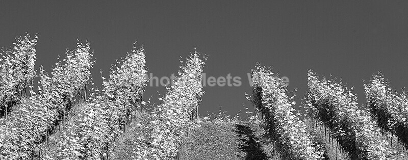  - Vineyards & Vines / Weinberge & Reben
