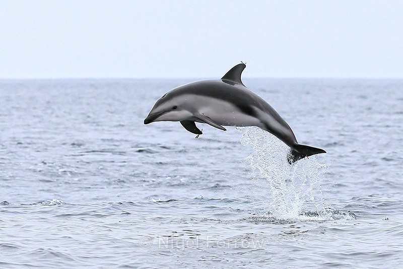 Dusky Dolphin jumping, Chilean coast - Dolphin