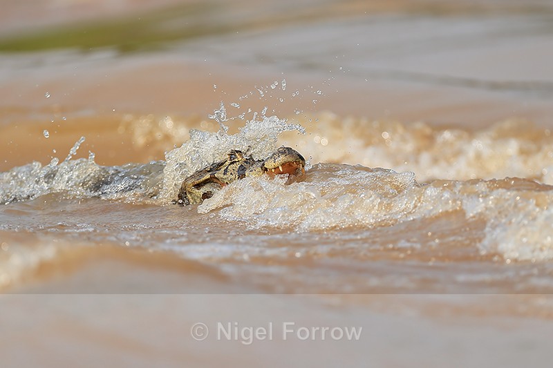 Yacare Caiman in boat wake, Pantanal, Brazil - REPTILES & AMPHIBIANS