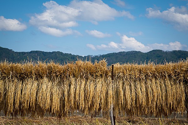 Racked Rice 3 - Autumn Rice