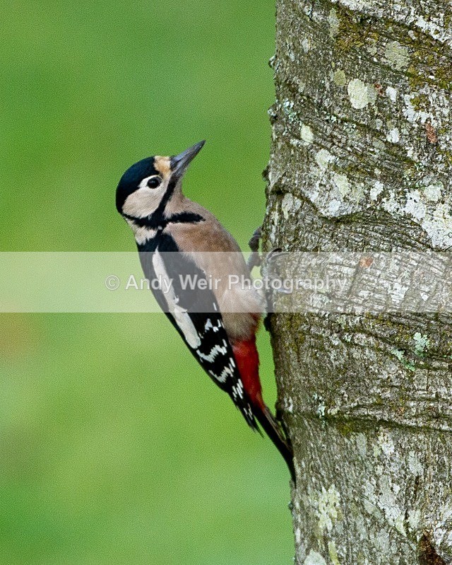 20111120-_MG_7681 - Woodpecker