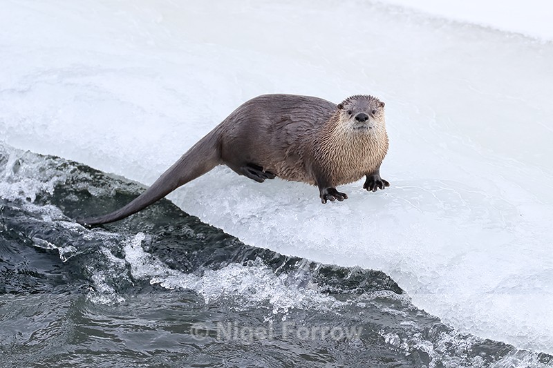 River Otter at ice edge, Yellowstone River, Wyoming - Otter