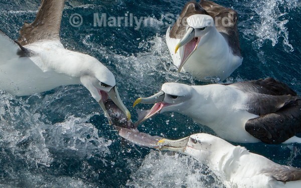 White-capped albatrosses and a fish - Exhibition acceptances