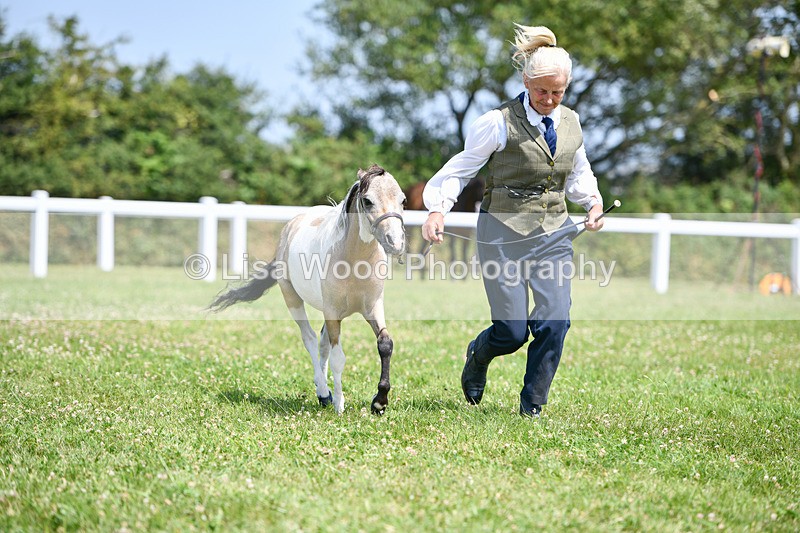 DSC_7413 - Class 62: Coloured Pony Youngstock