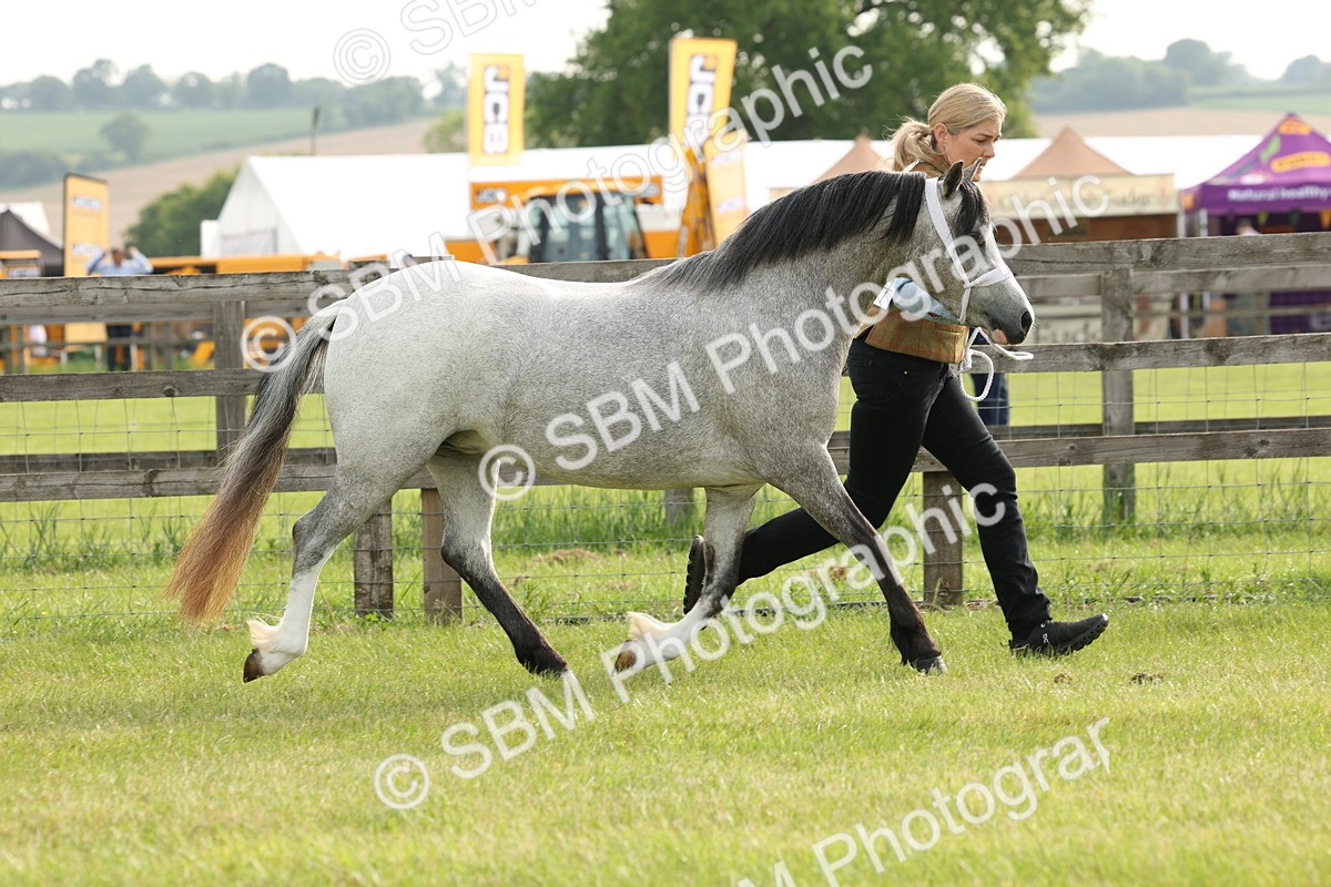 SBM_00407 - Class 6-13 - Mountatin and Moorland In Hand Welsh Breeds