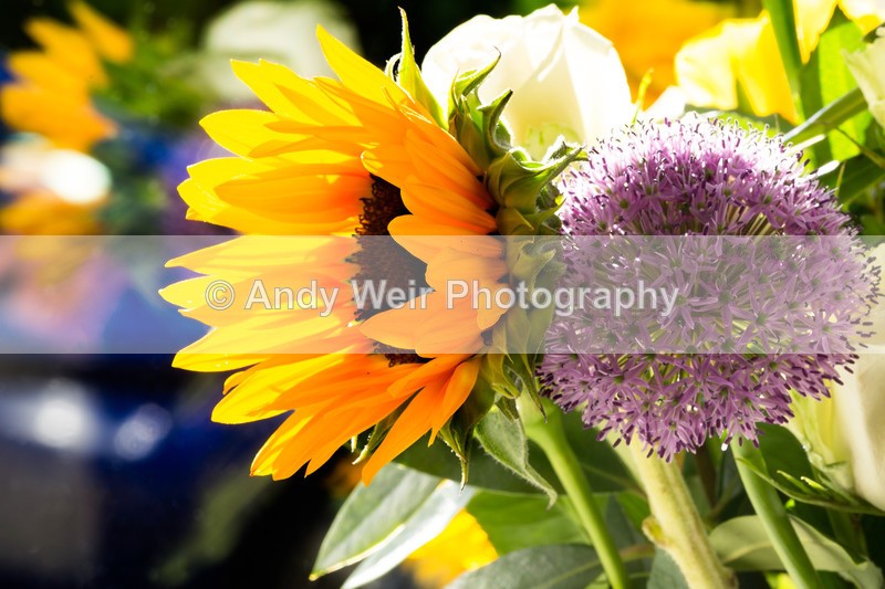 20160522-3K8A5124-4261 - Plants & Flowers