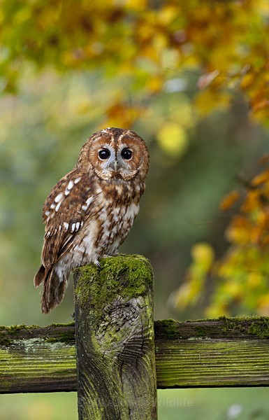 TAWNY OWL - FAVOURITES WILDLIFE GALLERY. Selected images from the wildlife collections.