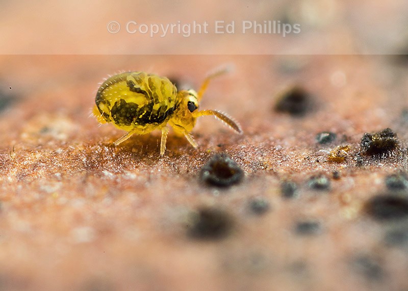 Sminthurinus reticulatus