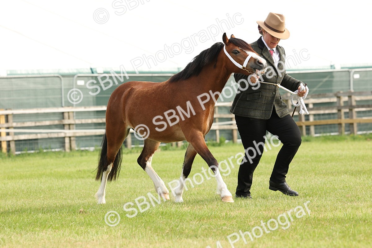 SBM_00442 - Class 6-13 - Mountatin and Moorland In Hand Welsh Breeds