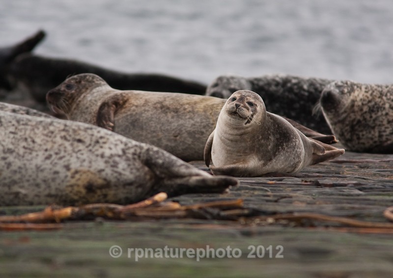 Common Seal - Phoca vitulina RPNP0041 - Mammals