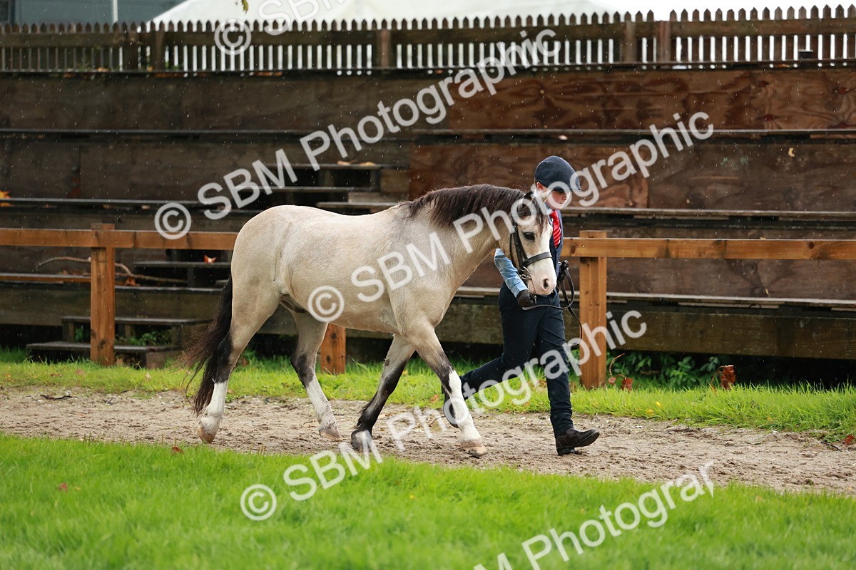 SBM_34872 - S10 - Best In Hand Horse & Pony