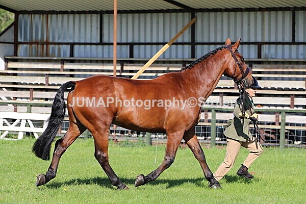 SIAL5758 - Ring 1 & 3