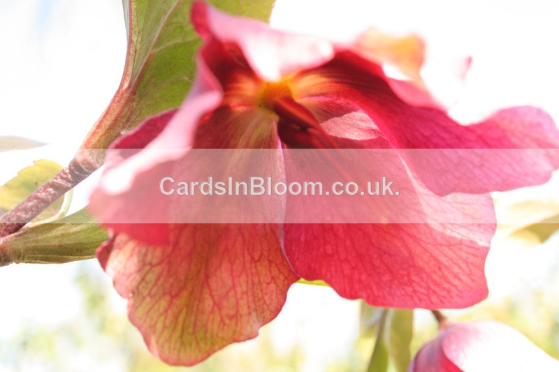 Hellebore - GARDEN FLOWERS
