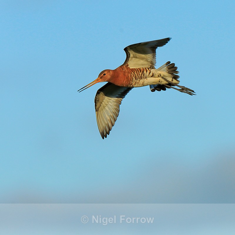Black-tailed Godwit in flight, Hotel Raudaskrida, Iceland - Black-tailed Godwit