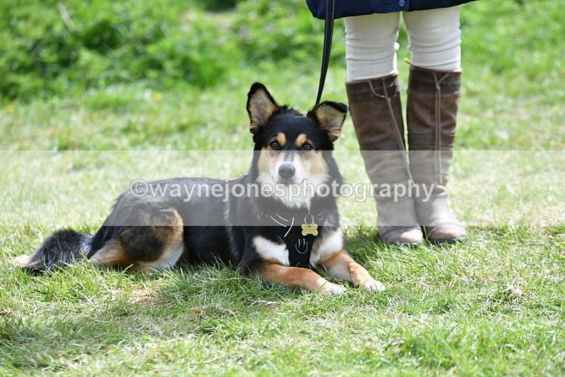 WJ5_9796 - Class 3 Most Handsome Dog