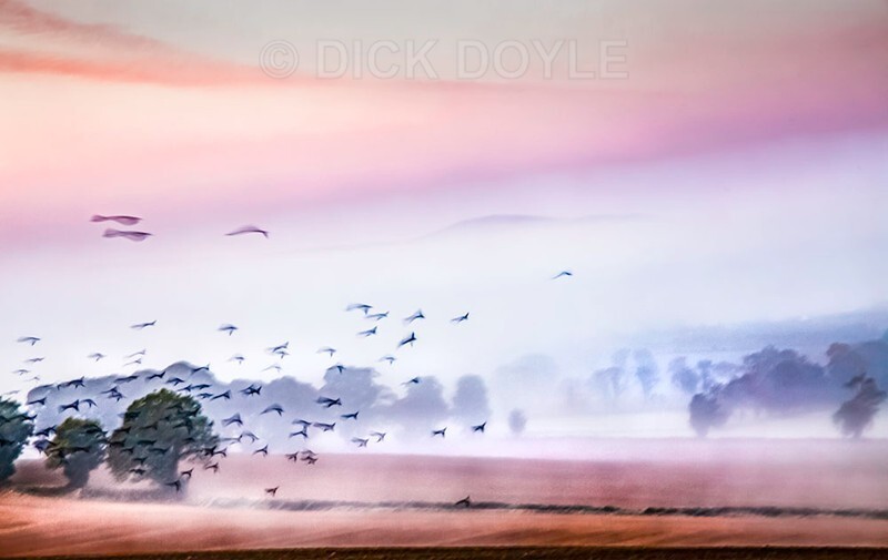 Crow frenzy at dawn - 2020 VISION
