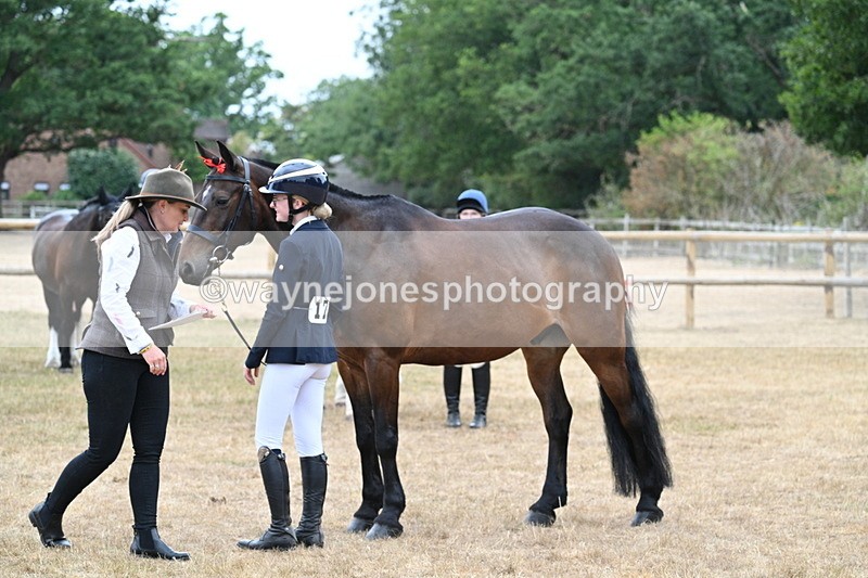 WJ7_9776 - Class 5a Most Handsome Gelding (above 14.2hh)