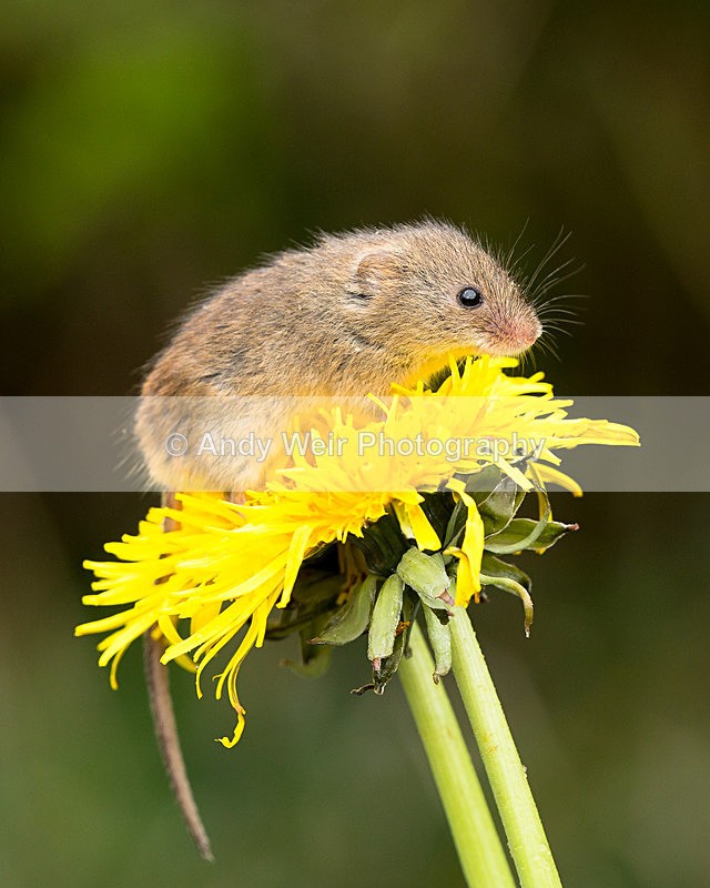 20140405-3K8A9819 - Harvest Mouse