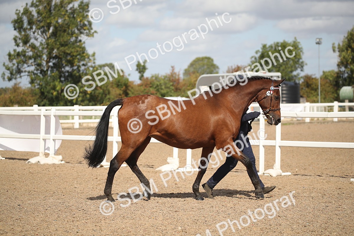 SBM_23406 - Class 604 - 2026 - Area IH Diamond