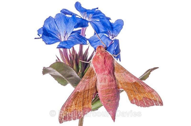 small elephant hawk (Deilephila porcellus) - Small Creatures - WB