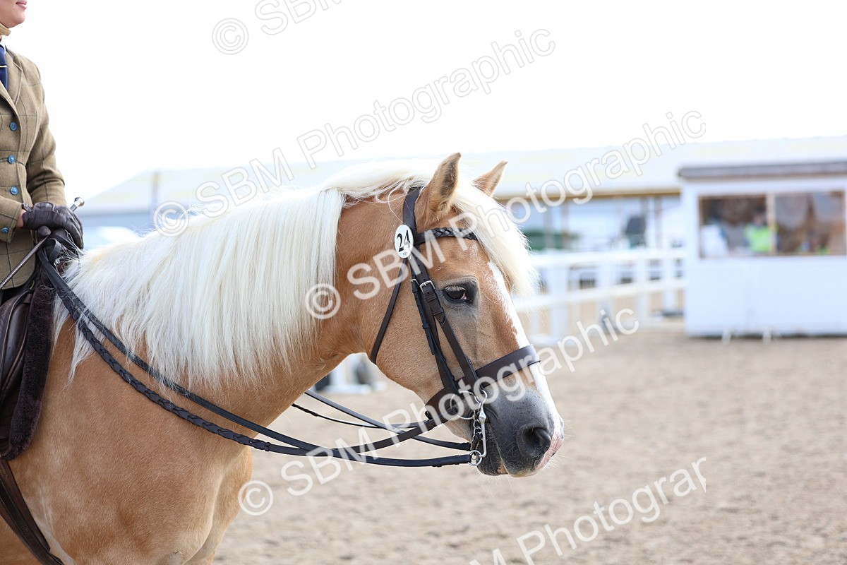 SBM_10832 - Class 305 - Ridden Foreign Breeds - Pure Bred