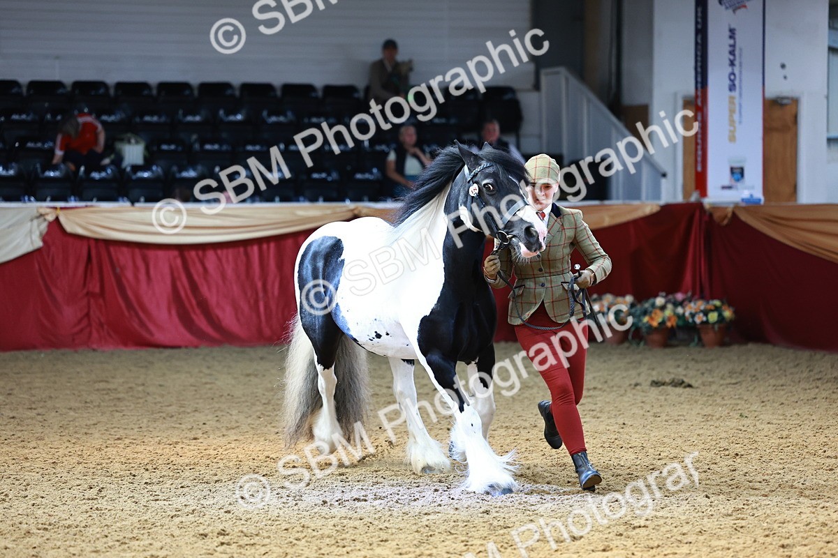 SBM_23239 - Class 903 - Supreme Final - IH Pre Vet