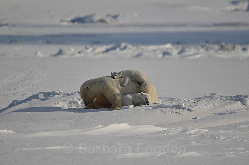 Polarbear cubs 18 - Latest Photos