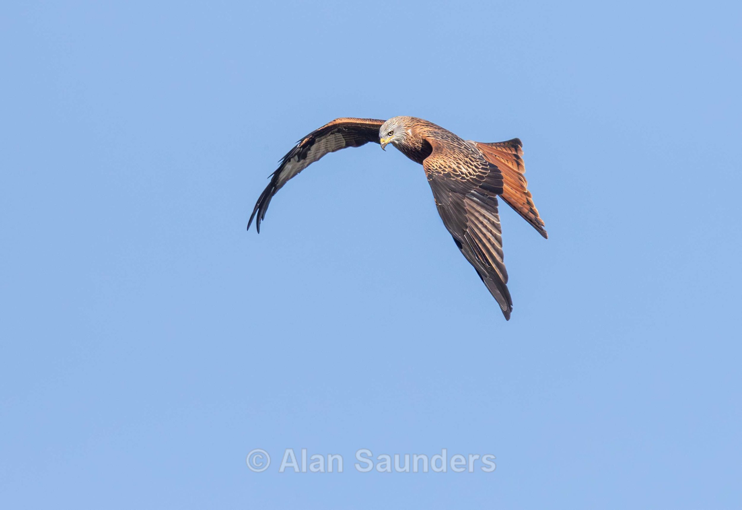 Red Kite