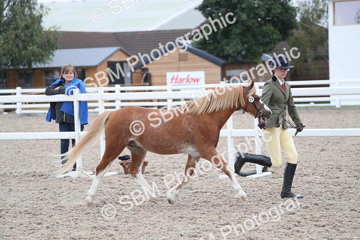 SBM_17973 - Class 317 IH Pure bred Horse/Pony