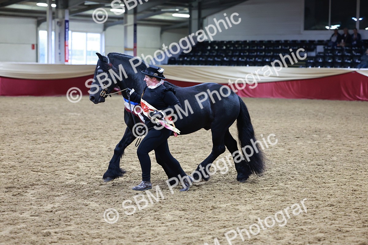 SBM_20441 - Class F - IH Small (148cm & Under)Champ